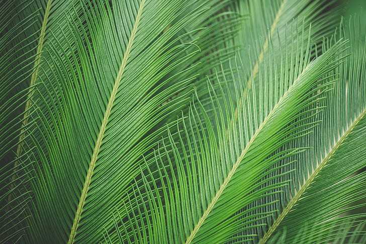 folhas, folha, palma, palma, HD papel de parede