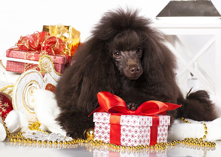Poodle, dog, gifts, black standard poodle, gifts, poodle, dog, HD wallpaper
