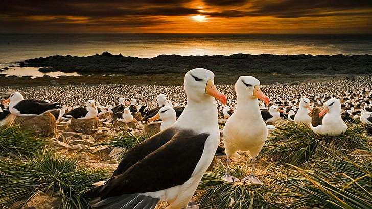 uccelli, becco, colonia, Isole Falkland, albatri dai sopraccigli neri, Sfondo HD