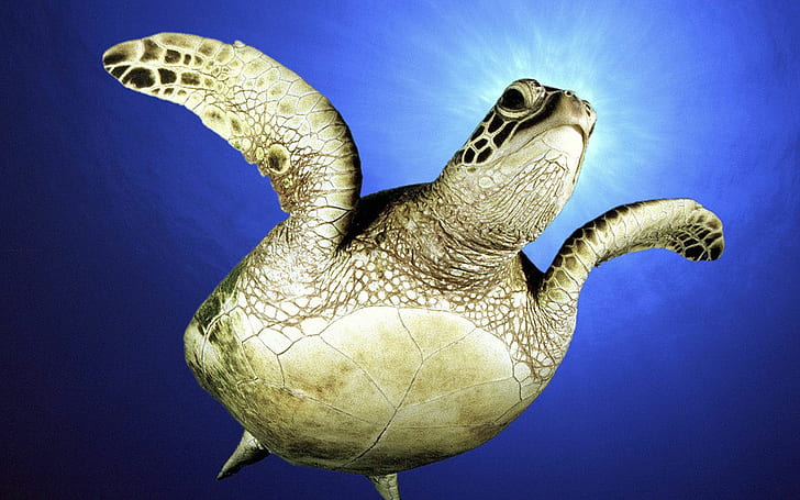 Sea Turtle, Animals, Sea, Sunshine, Blue, sea turtle, animals, sea, sunshine, blue, HD wallpaper