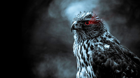 grauer und weißer Falke, Adler, vorgewählter Farbton, Vögel, Tiere, HD-Hintergrundbild HD wallpaper