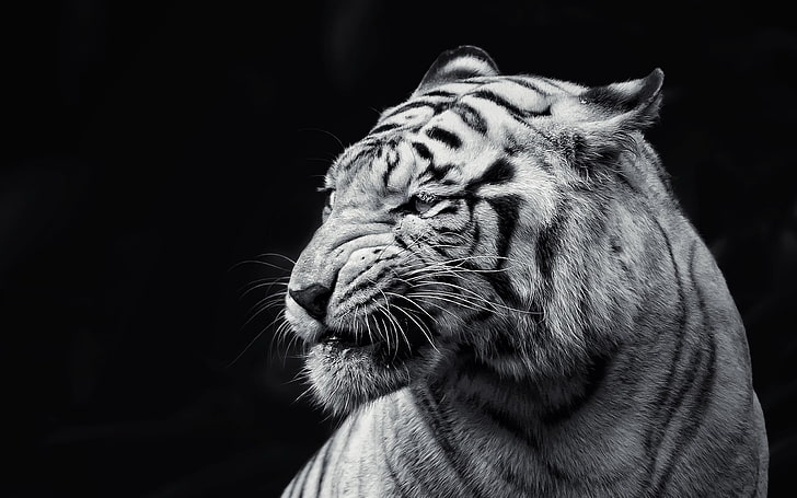 черно-белая фотография тигра, кота, животных, тигра, альбиноса, монохромный, HD обои