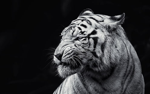 fotografia em escala de cinza de tigre, gato, animais, tigre, albino, monocromático, HD papel de parede HD wallpaper