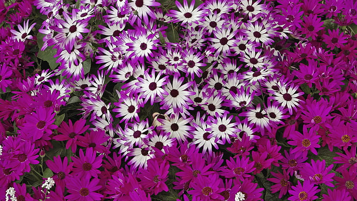 花紫HD、紫と白の花、自然、花、紫、 HDデスクトップの壁紙