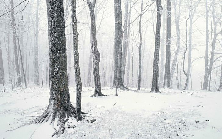 風景、雪、森、冬、自然、木、 HDデスクトップの壁紙