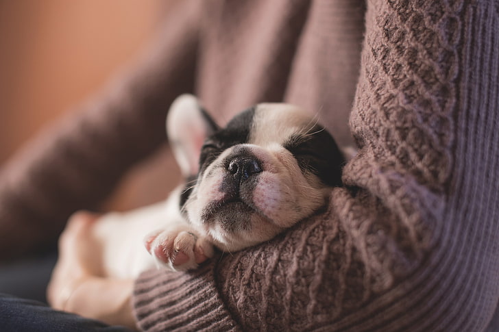 cucciolo di bulldog francese bianco e nero, bulldog, museruola, dormendo, Sfondo HD