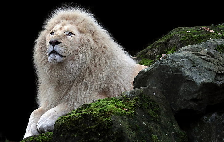 Animale, leone bianco, Sfondo HD