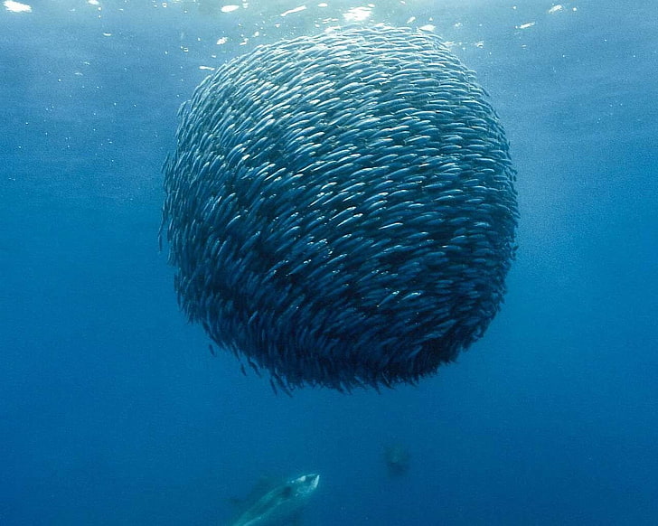 group of fish, fish, sea, underwater, shoal of fish, HD wallpaper