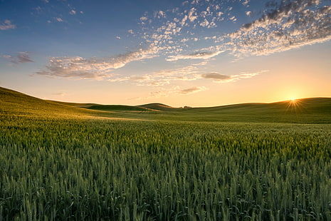 landscape photography of grass field during sunset, wheat fields, eastern washington, wheat fields, eastern washington, Sunset, wheat fields, Palouse, Eastern Washington State, landscape photography, grass, State  farm, green wheat, rolling hills, landscape, empty, no one, person, Washington State, agriculture, rural, countryside, crop, nature, sky, plants, wide open spaces, solitude, Eastern Washington, rural Scene, field, farm, summer, outdoors, wheat, land, sunlight, yellow, landscaped, meadow, sun, growth, non-Urban Scene, scenics, sunrise - Dawn, plant, HD wallpaper HD wallpaper