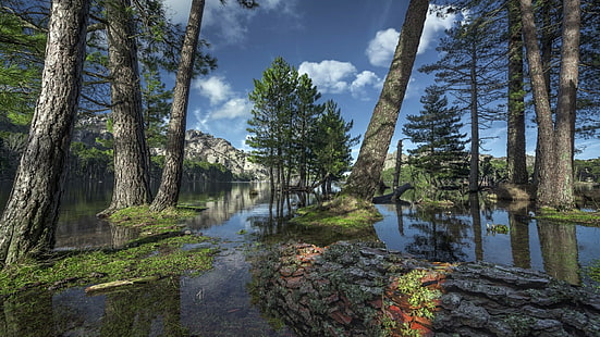 شجرة ، برية ، ماء ، أرض رطبة ، نهر ، مستنقع ، بحيرة ، غابة ، سماء، خلفية HD HD wallpaper