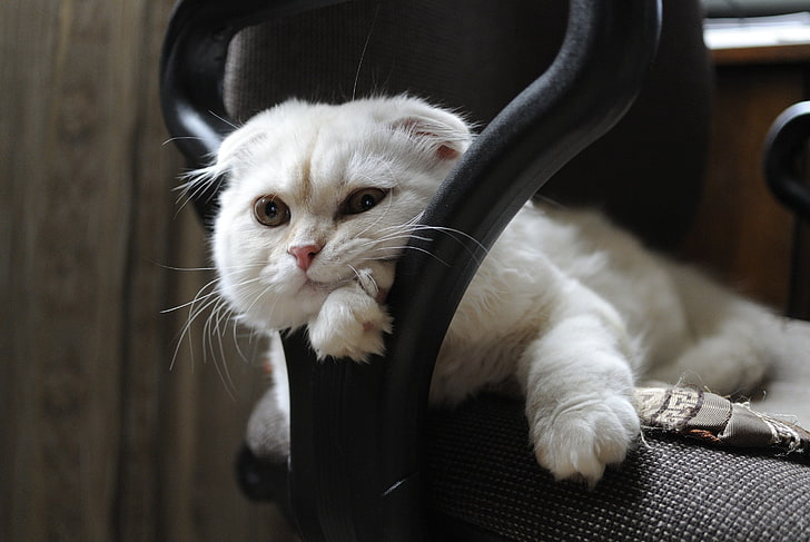 длинношерстный белый кот, взгляд, морда, шотландская вислоухая, шотландская вислоухая кошка, HD обои