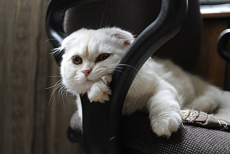 gato branco de pelagem longa, olhar, focinho, dobra escocesa, gato dobra escocesa, HD papel de parede HD wallpaper