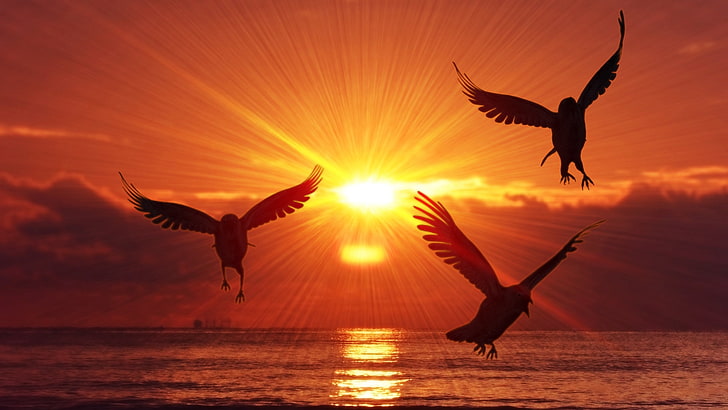 Orange, Vögel, Sonnenaufgang, Silhouette, Meer, Himmel, Wolken, HD-Hintergrundbild