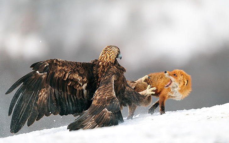brown fox, nature, eagle, fox, snow, fighting, golden eagles, HD wallpaper