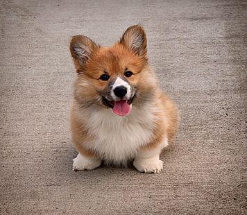 tan dan putih Pembroke Welsh corgi puppy, welsh corgi, puppy, dog, cute, Wallpaper HD HD wallpaper
