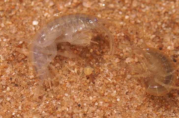 dois insetos claros, camarão, areia, fundo, HD papel de parede