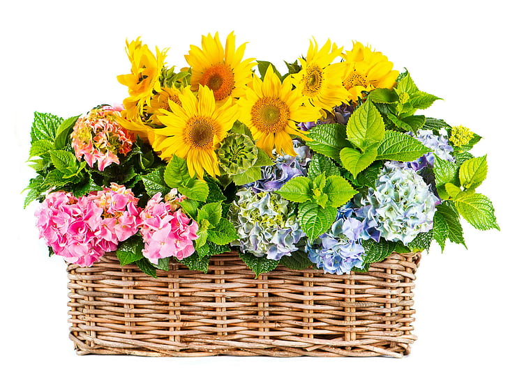 Sunflowers Flowers, flowers, bouquets, sunflowers, hydrangea, wicker basket, HD wallpaper