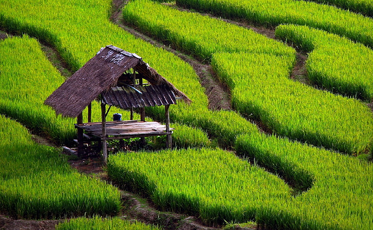 Paesaggio del giacimento del riso, capanna marrone del nipa, natura, paesaggio, verde, campo, riso, giacimento del riso, Sfondo HD