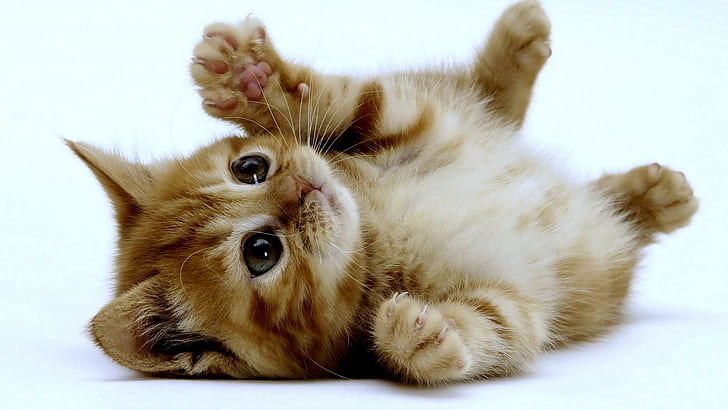 Kitten HD, brązowy pręgowany kotek, niemowlę, kot, uroczy, kotek, łapy, gra, mały, pręgowany, Tapety HD