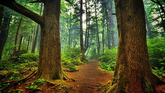 zielone drzewa liściaste, polna droga między drzewami w ciągu dnia, natura, krajobraz, drzewa, drewno, las, liście, gałąź, ścieżka, rośliny, mech, mgła, HDR, światło słoneczne, Tapety HD HD wallpaper