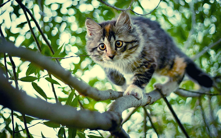 A Cat Climbing Down A Tree, trees, cats, animals, landscapes, limbs, kittens, HD wallpaper