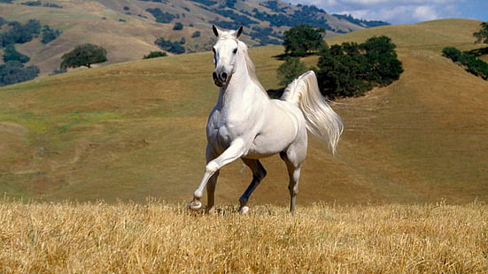 ม้าขาวที่สวยงามควบม้าในฟิลด์ HD วอลล์เปเปอร์ไวด์สกรีน, วอลล์เปเปอร์ HD HD wallpaper