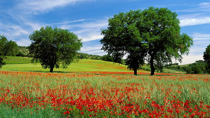 Field Of Poppies In Toscana, trees, field, poppies, toscana, flowers, 3d and abstract, HD wallpaper