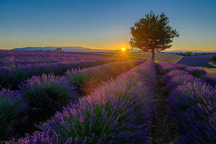 summer, the sky, the sun, rays, light, sunset, flowers, tree, hills, the evening, the ranks, lavender, plantation, lavender field, HD wallpaper