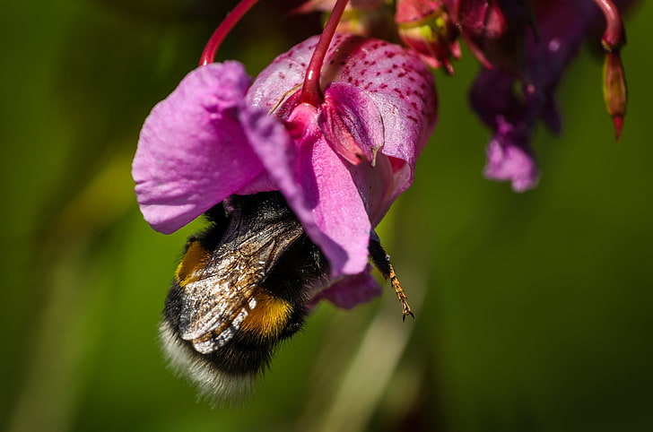 bumble bee, bumble bee, flower, macro, nature, HD wallpaper