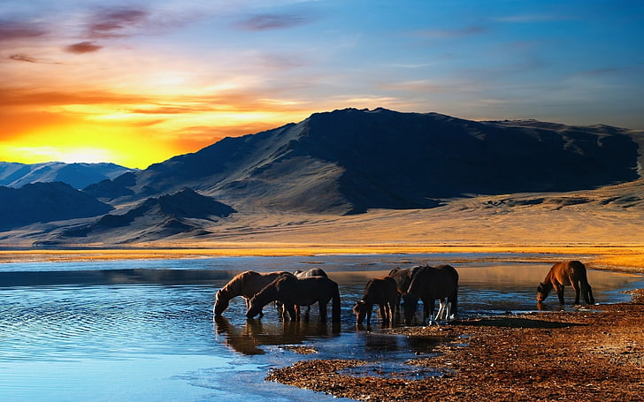 gruppo di cavallo, cavallo, tabun, montagne, tramonto, spiaggia, acqua, bibita, sete, Sfondo HD
