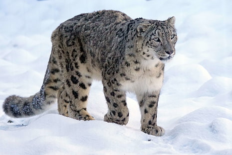 retrato animal, gato, frio, nobre, predador, neve, leopardo da neve, ameaçado, gato selvagem, inverno, HD papel de parede HD wallpaper