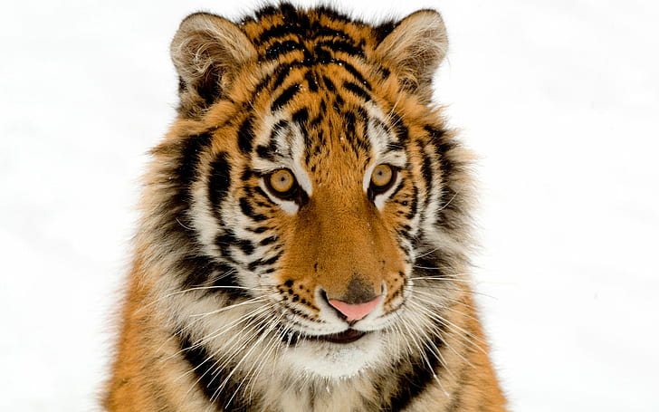 Portrait of a Tiger, tiger, portrait, HD wallpaper