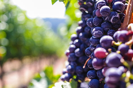 owoce winogron, winogrona, jagody, winorośl, Tapety HD HD wallpaper