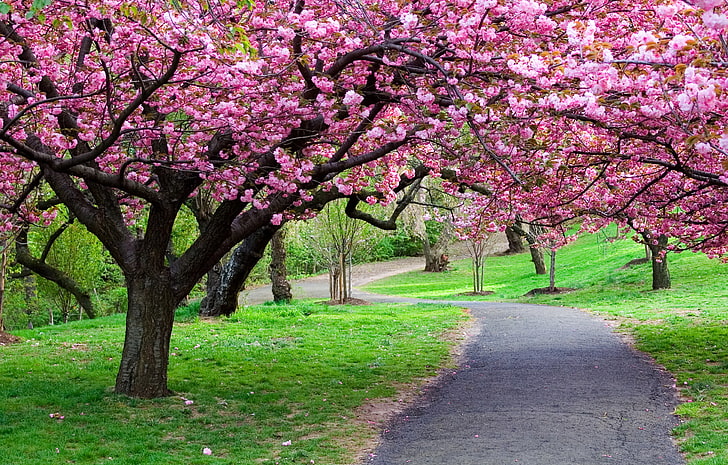 camino entre cerezos en flor, camino, bosque, árboles, naturaleza, parque, camino, foto, camino, Fondo de pantalla HD