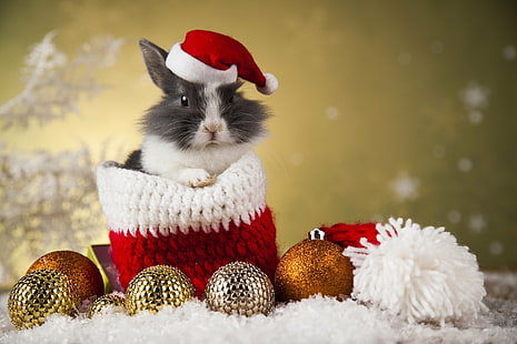 動物、ウサギ、安物の宝石、クリスマス、サンタ帽子、 HDデスクトップの壁紙 HD wallpaper
