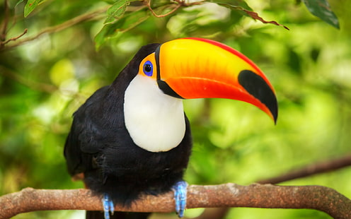 Bird close-up, toucan, branches, Bird, Toucan, Branches, HD wallpaper HD wallpaper