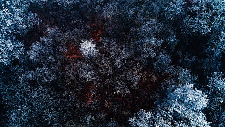 photographie aérienne d'arbres à feuilles blanches et vertes, photographie de nature, forêt, pins, arbres morts, gelée, Fond d'écran HD