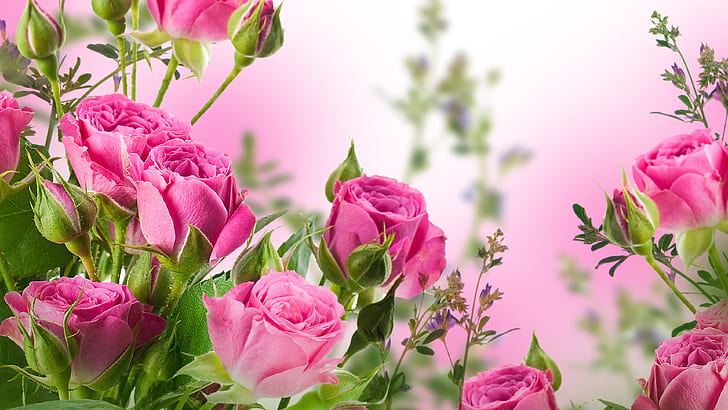 Pink rose flowers, flower, stone, pink rose, HD wallpaper | Wallpaperbetter