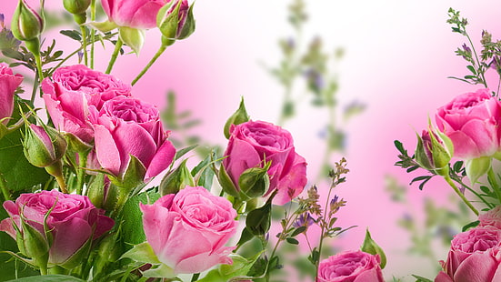 Pink rose flowers, garden, Pink, Rose, Flowers, Garden, HD wallpaper HD wallpaper