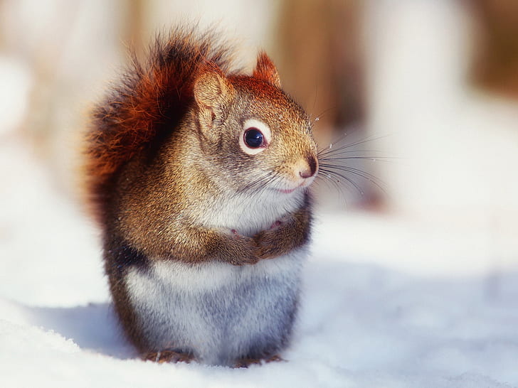 In winter, the cute little squirrel close-up photography, Winter, Cute, Little, Squirrel, Photography, HD wallpaper