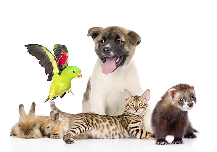 Animal, animaux domestiques, oiseau, chat, chien, furet, lapin, Fond d'écran HD HD wallpaper