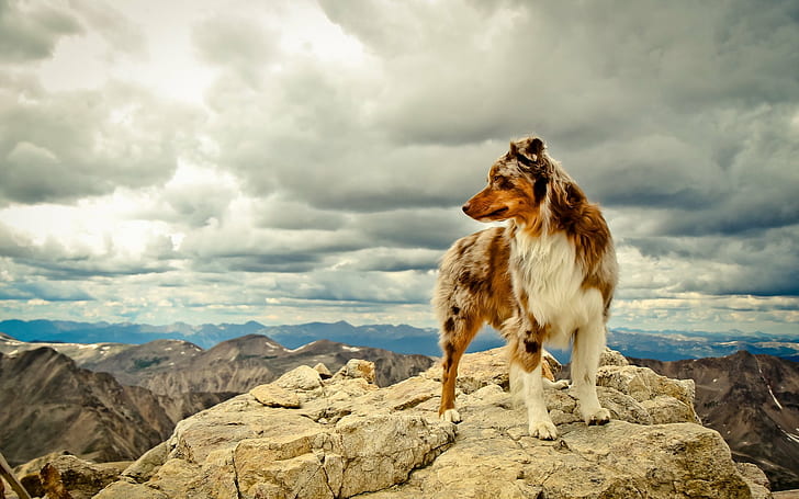 Australian Shepherd, dog, clouds, mountains, beige, animals, rock, HD wallpaper
