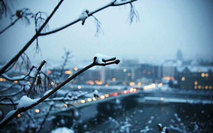 Paisaje urbano, nieve, plantas, bokeh, rama, invierno, Fondo de pantalla HD