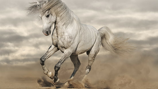 حصان أبيض يركض حصان وزن 8 كيلو، خلفية HD HD wallpaper