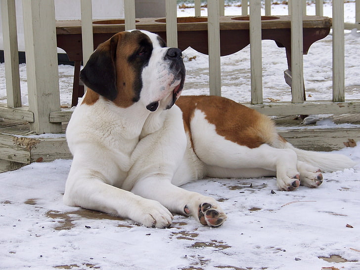 adult white and red Saint Bernard, st bernard, dog, snow, large, lying, HD wallpaper