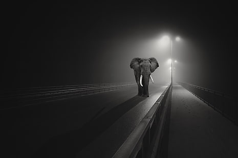 Highway, Dark background, Black, Night, Elephant, HD wallpaper HD wallpaper