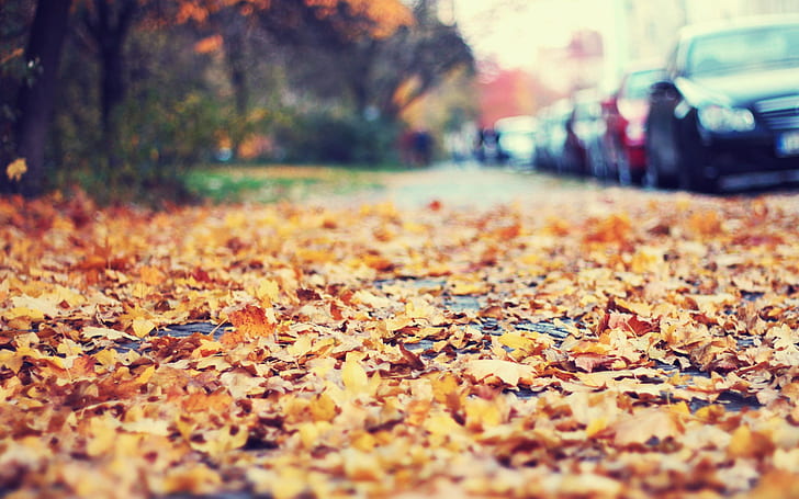 Macro Leaves Autumn HD, nature, macro, leaves, autumn, HD wallpaper