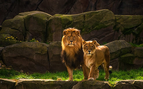 взгляд, природа, камни, скалы, Лев, пара, дикие кошки, львы, львица, два льва, HD обои HD wallpaper