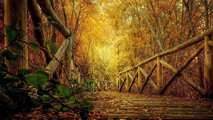fall, HD wallpaper