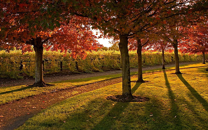 garden, trees, autumn, footpath, poles, leaves, lawn, evening, HD wallpaper